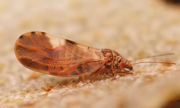 Oleaster psyllid - photo 2