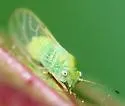 Apple Psyllid