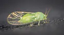Apple Psyllid - photo 2