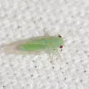 Apple Psyllid - photo 3