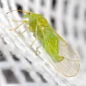 Apple Psyllid - photo 4