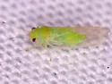 Apple Psyllid - photo 5