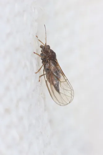 Cacopsylla melanoneura