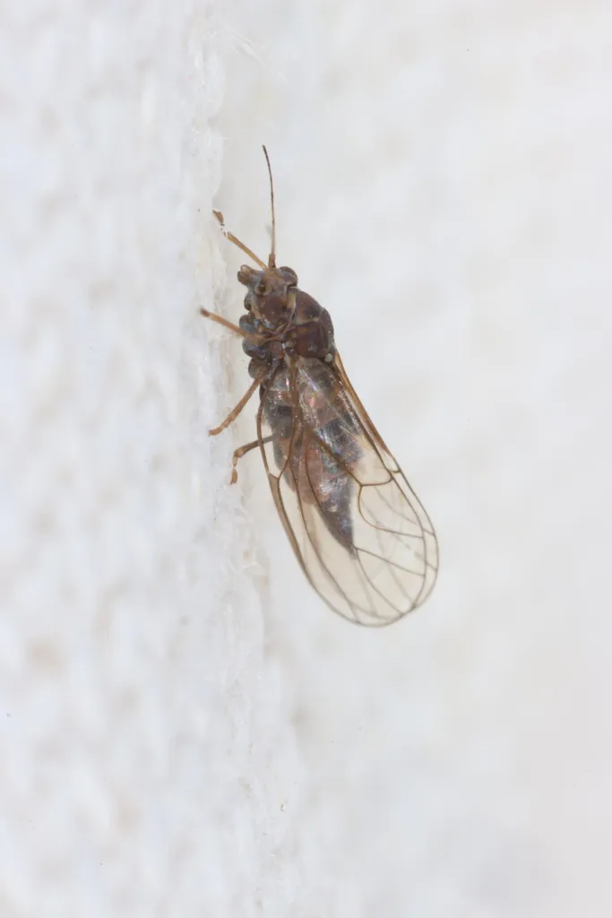 Cacopsylla melanoneura - photo 2