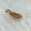 Cacopsylla nana