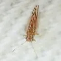 Cacopsylla nana - photo 2