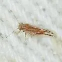 Cacopsylla nana - photo 3
