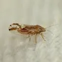 Cacopsylla nana - photo 4