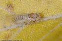 Boxelder Psyllid