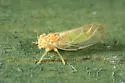 Boxelder Psyllid - photo 2