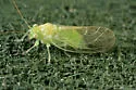 Boxelder Psyllid - photo 3