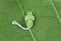 Boxelder Psyllid - photo 4