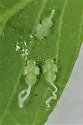 Boxelder Psyllid - photo 5