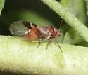 Cacopsylla notapennis