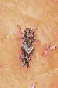Cacopsylla notapennis - photo 2