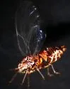 Cacopsylla pararibesiae - photo 2