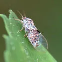 Cacopsylla pararibesiae - photo 4