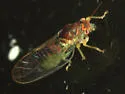 Cacopsylla peregrina