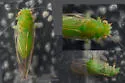 Cacopsylla peregrina - photo 5