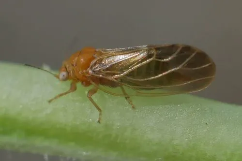 Cacopsylla pruni