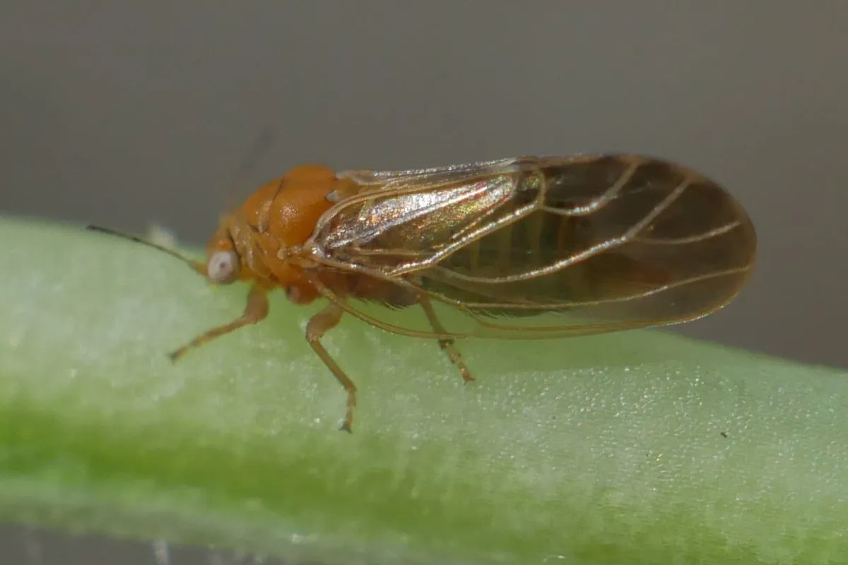 Cacopsylla pruni - photo 3