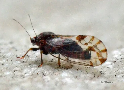 Cacopsylla pulchella - photo 3