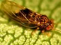 Pear Psylla