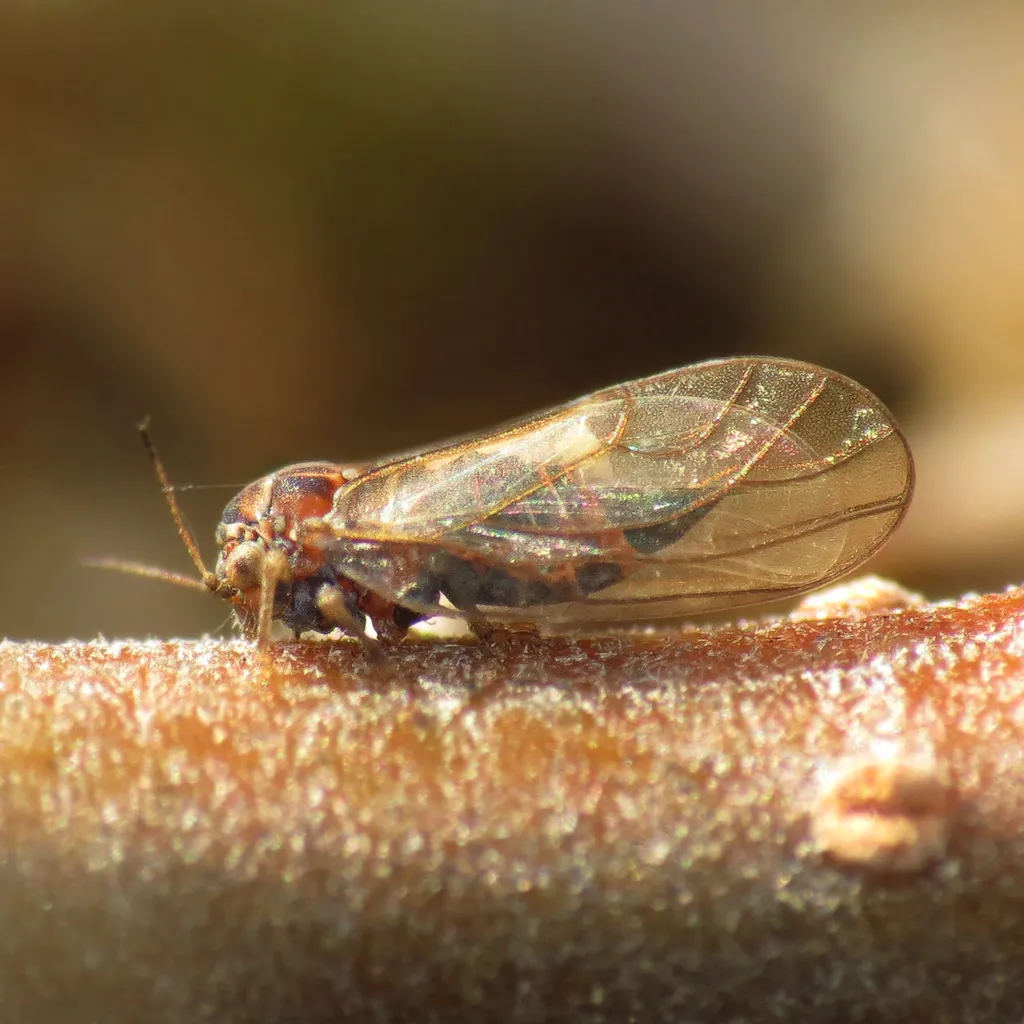 Cacopsylla quadrilineata - photo 2