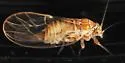 Cacopsylla rara