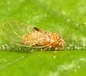 Cacopsylla rara - photo 3