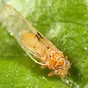 Cacopsylla rara - photo 4