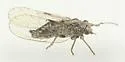 Currant Psyllid