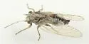 Currant Psyllid - photo 2