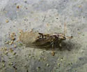 Currant Psyllid - photo 3