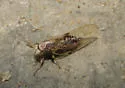 Currant Psyllid - photo 4