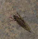 Currant Psyllid - photo 5
