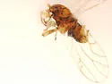 Cacopsylla sinuata