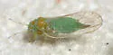 Cacopsylla tenuata