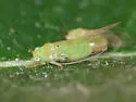 Pittosporum Psyllid