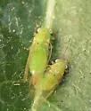 Pittosporum Psyllid - photo 2