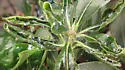 Pittosporum Psyllid - photo 3