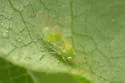 Pittosporum Psyllid - photo 4