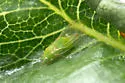 Pittosporum Psyllid - photo 5