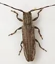 Cacostola lineata - photo 2