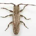 Cacostola lineata - photo 3