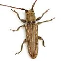 Cacostola lineata - photo 4