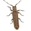 Cacostola salicicola