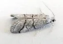Cacotherapia bilinealis - Hodges#5636