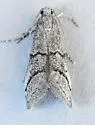 Cacotherapia bilinealis - Hodges#5636 - photo 2