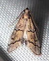 Cacotherapia bilinealis - Hodges#5636 - photo 4